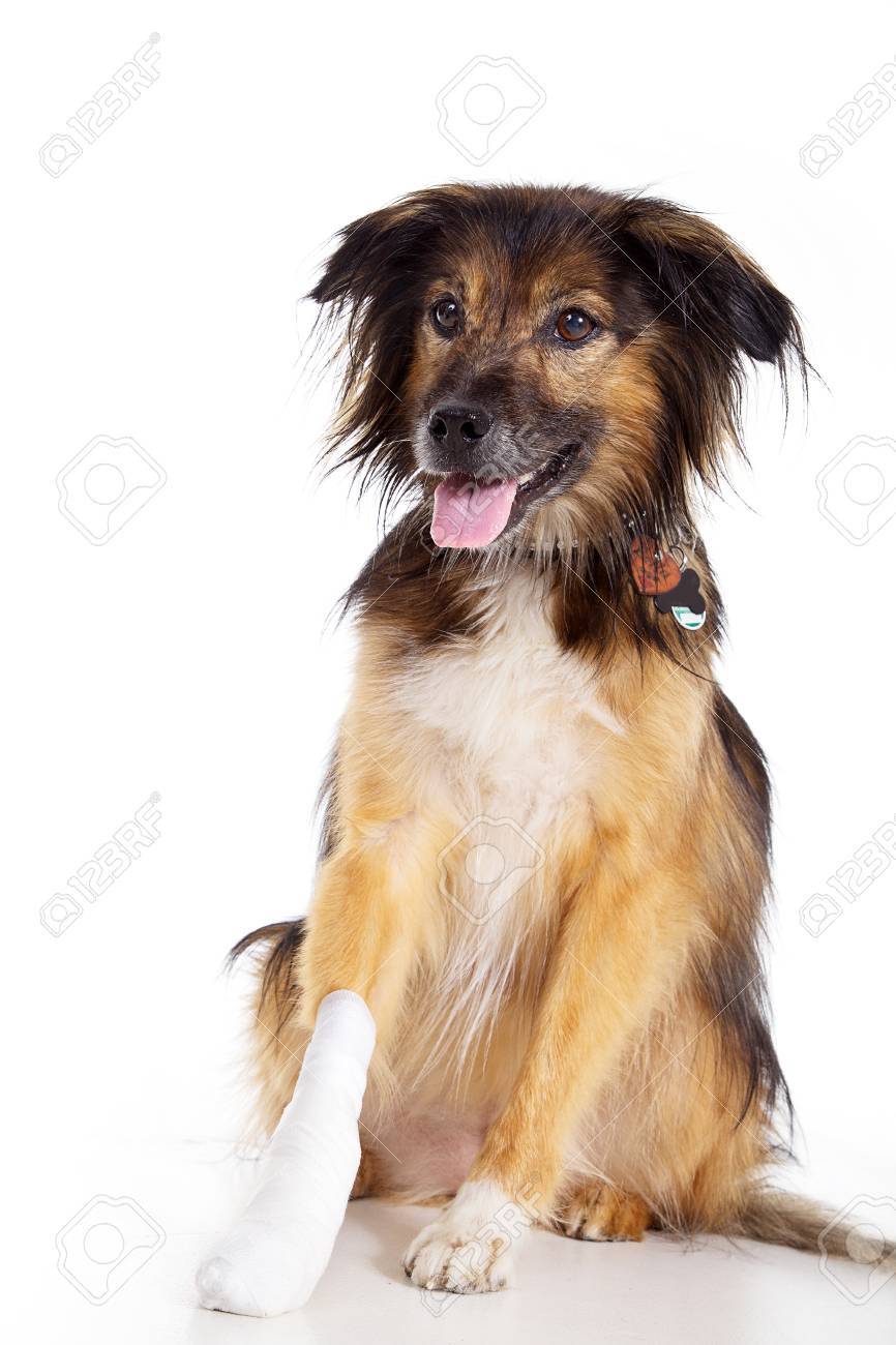 dog with bandage