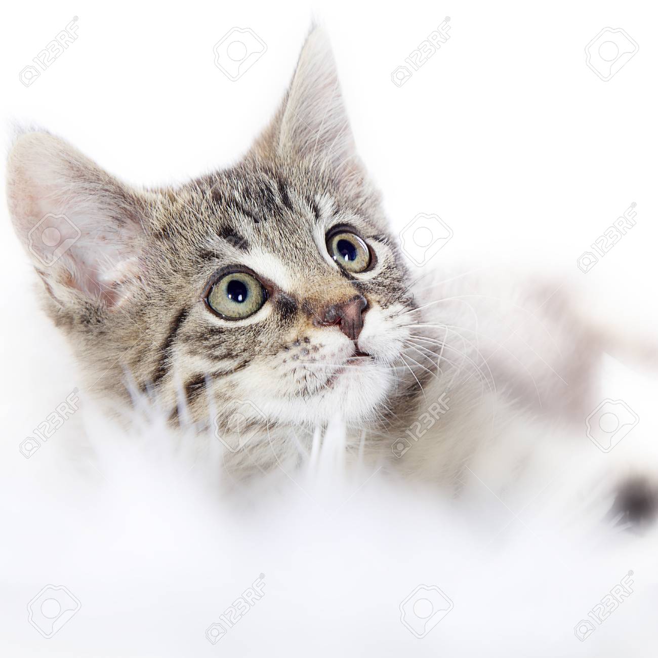 white tiger house cat