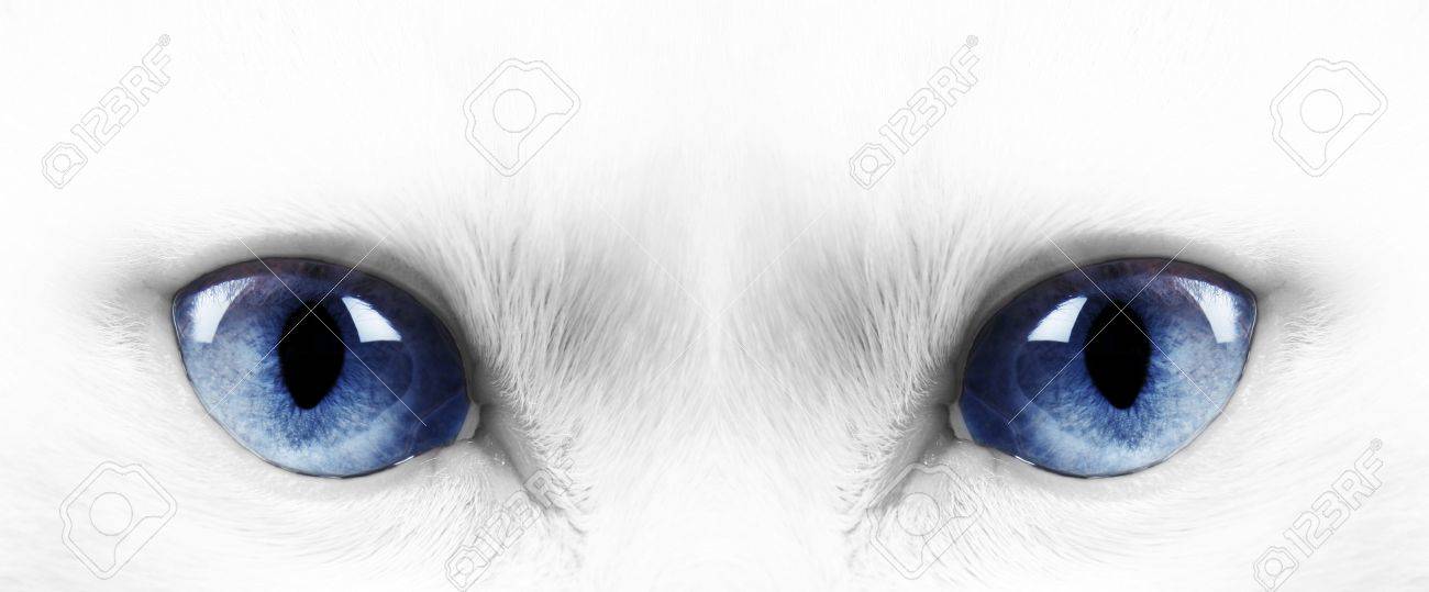 青目の白のアンゴラ猫 の写真素材 画像素材 Image