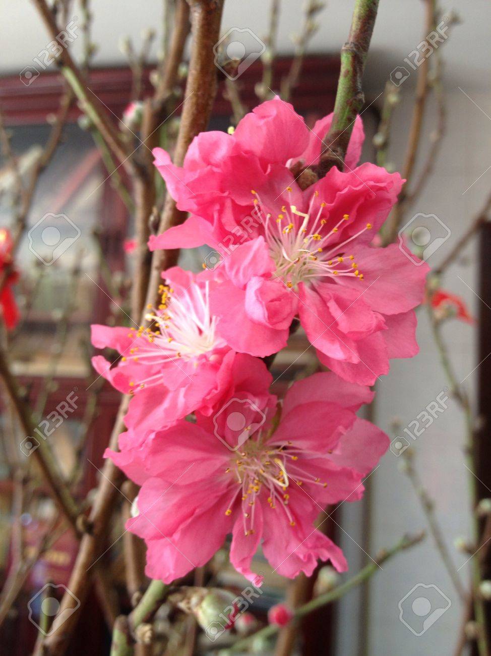 Cherry Blossom Site For Serious Relationship