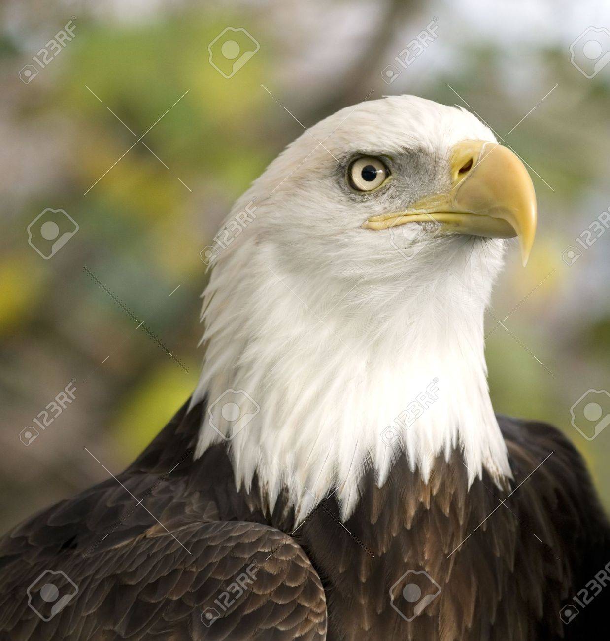 鷲の肖像画 の写真素材 画像素材 Image 354