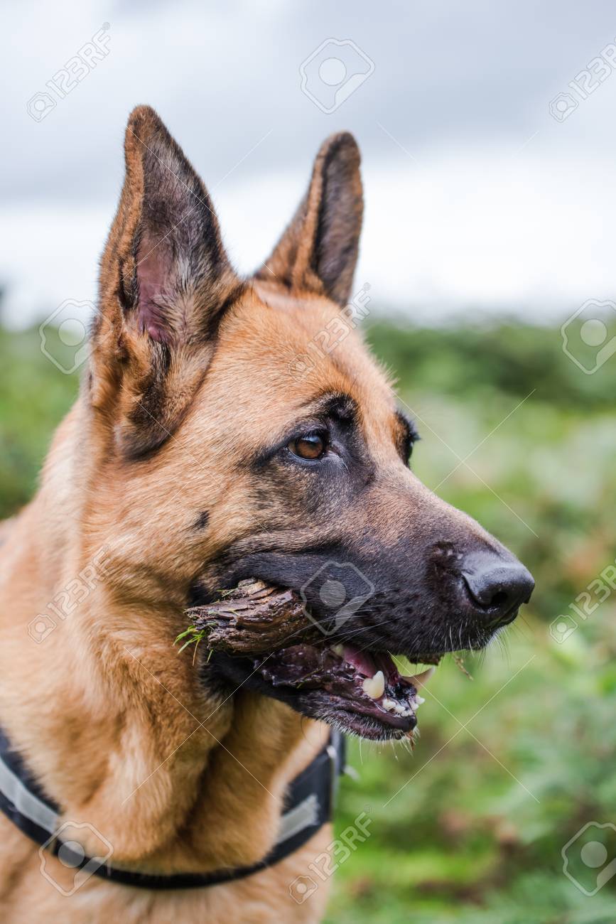 german shepherd face german shepherd face