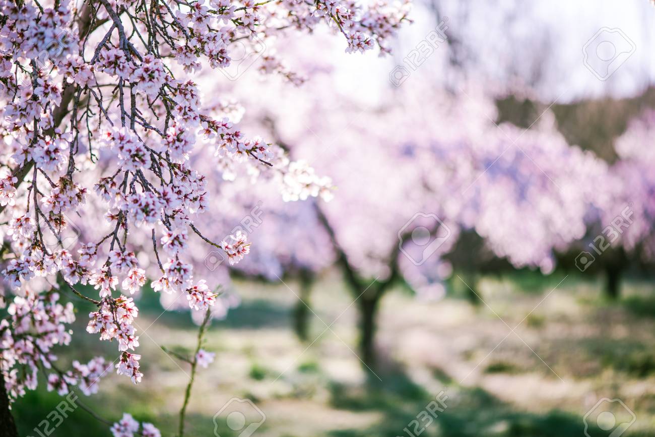 almond tree blooming in orchard at spring in pastel colors stock