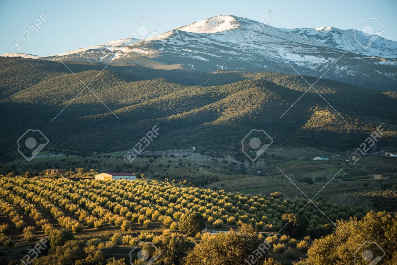 オリーブの木 スペインのシエラ ネバダ山脈を望むパノラマ風景 の写真素材 画像素材 Image