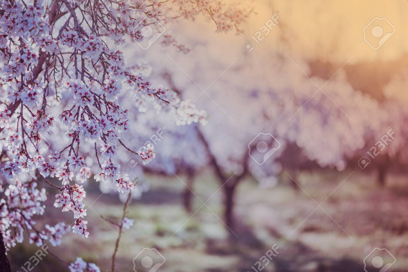 almond tree blooming in orchard at spring in pastel colors stock