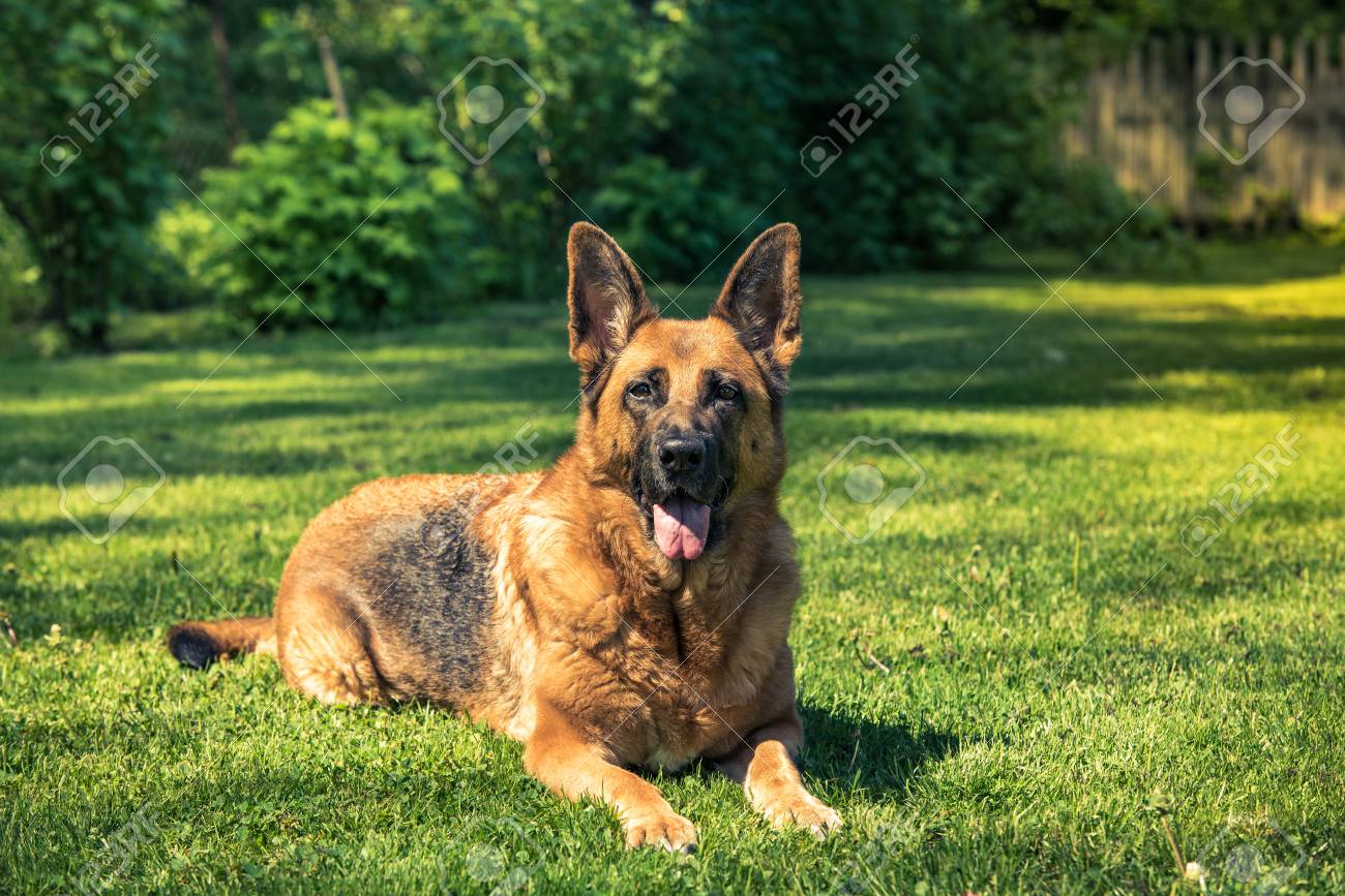 German Shepherd Dog Laying Down On Grass Stock Photo Picture And Royalty Free Image Image 102623477