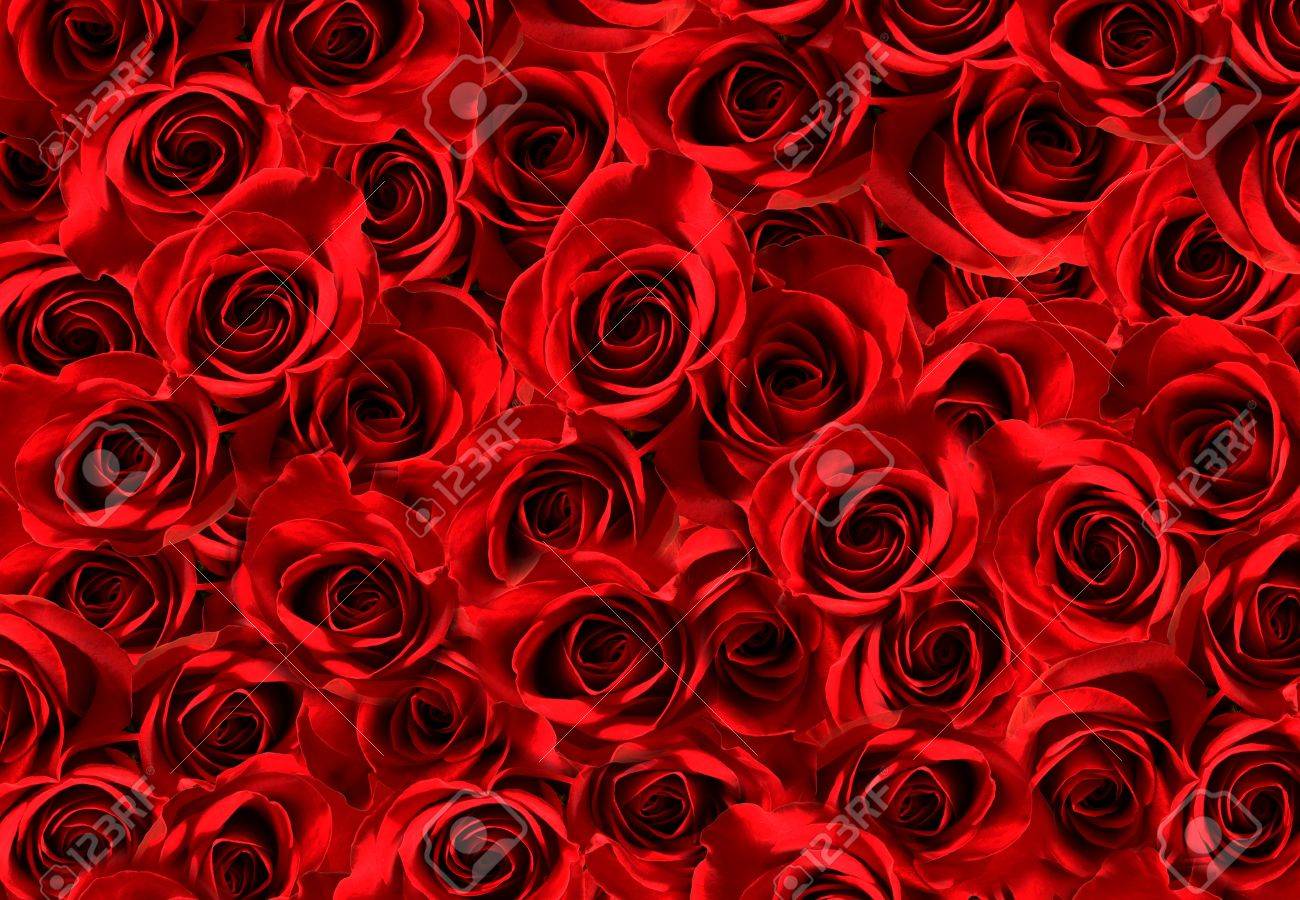赤いバラのテクスチャの背景の多く 愛のシンボル の写真素材 画像素材 Image