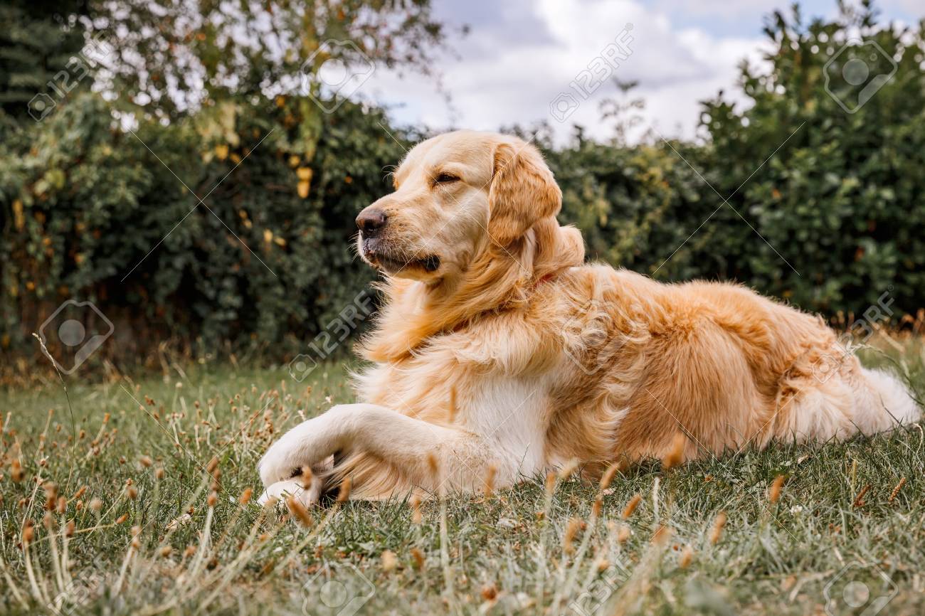 Young Golden Retriever Dog On Nature Background Stock Photo, Picture and  Royalty Free Image. Image 109908616., image size:1300x866