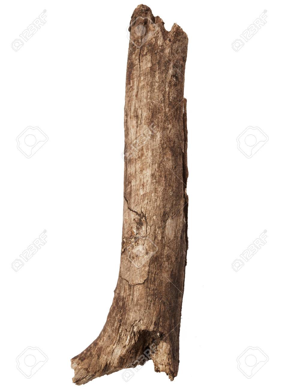 Part of tree trunk isolated on white background - 44241389 Part of tree trunk isolated on white background - 44241389