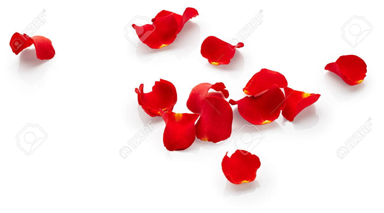 Petales De Rose Rouge Isole Sur Fond Blanc Banque D Images Et Photos Libres De Droits Image