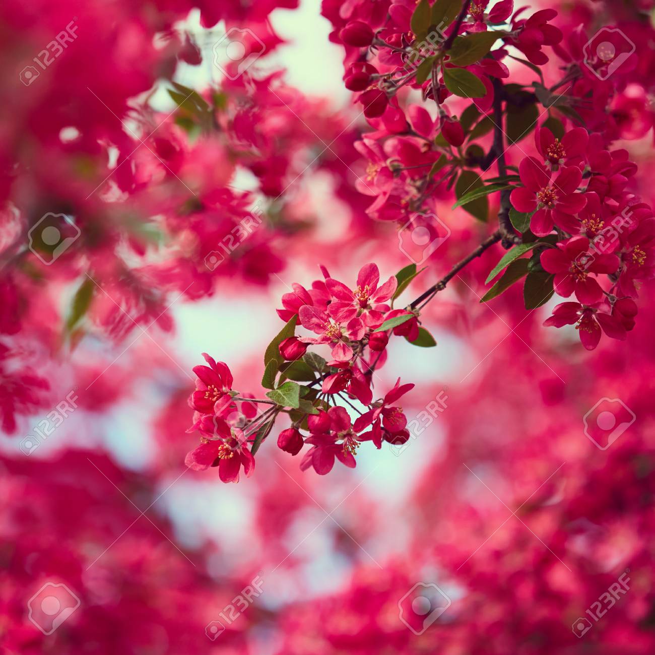 Cherry Blossom. Beautiful Flowers. Nature Background Stock Photo ...