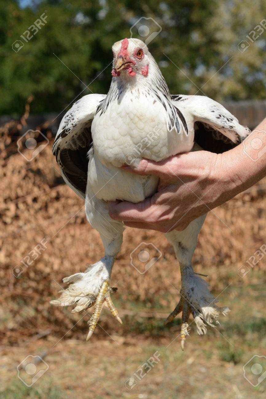 Bantam Light Brahma Chicken Held In Hand