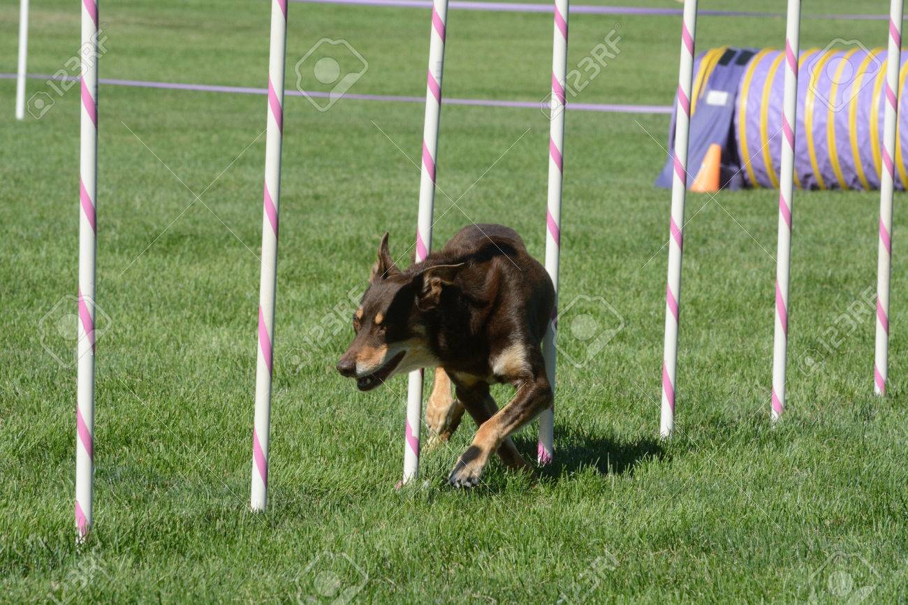 kelpie agility