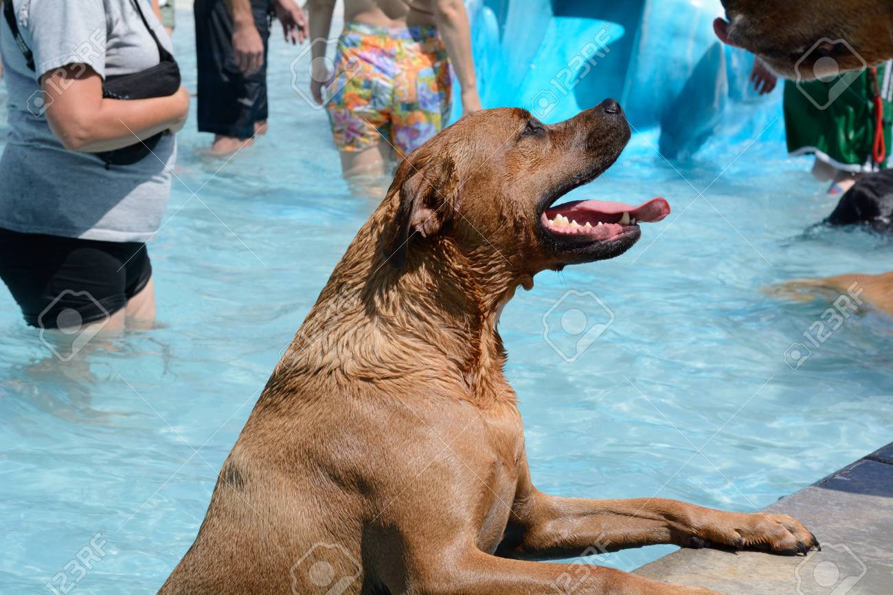 Sourire Heureux Chien Métis Dans La Piscine Pendant Le Chien Piscine