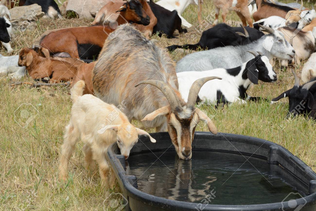 mother nanny goat with baby kid goat drinking water together stock