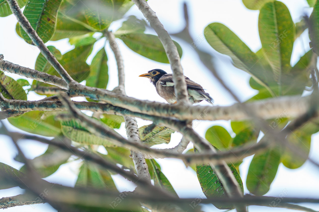 etiam-dictum-ipsum-a-felis