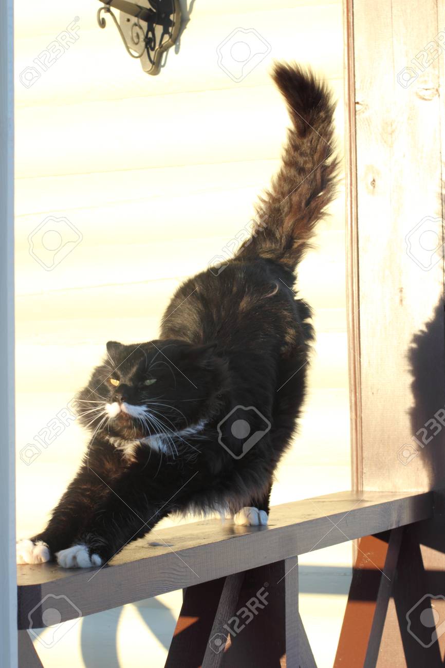 Moelleux Chat Noir Et Blanc Avec Une Belle Moustache Sur Les Tronçons De La Terrasse