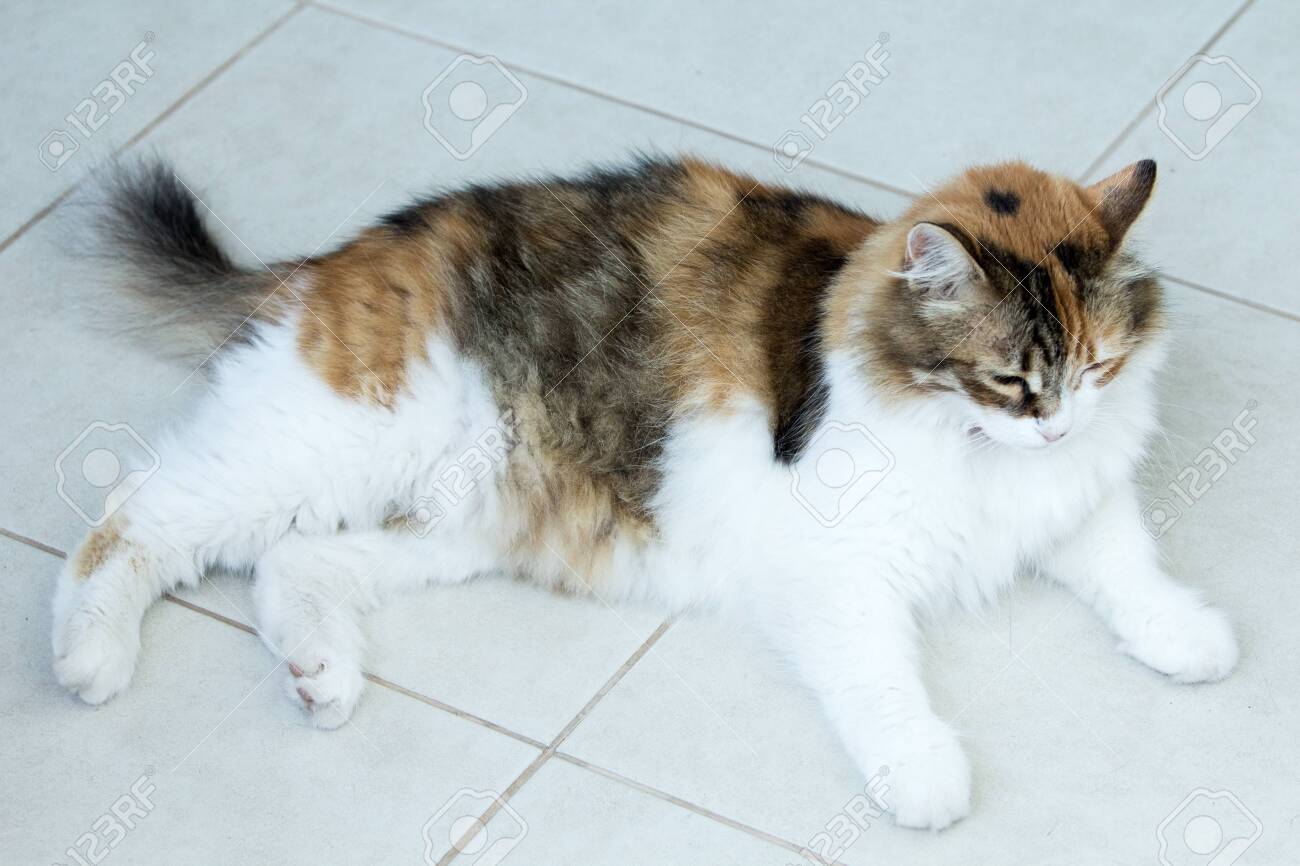 adult calico cat