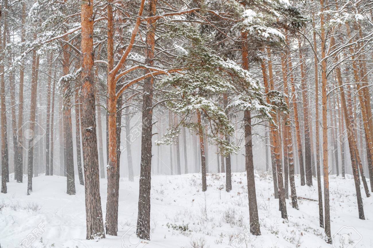 snowstorm in a pine forest trees and snow can easily get lost - 152540541 snowstorm in a pine forest trees and snow can easily get lost - 152540541