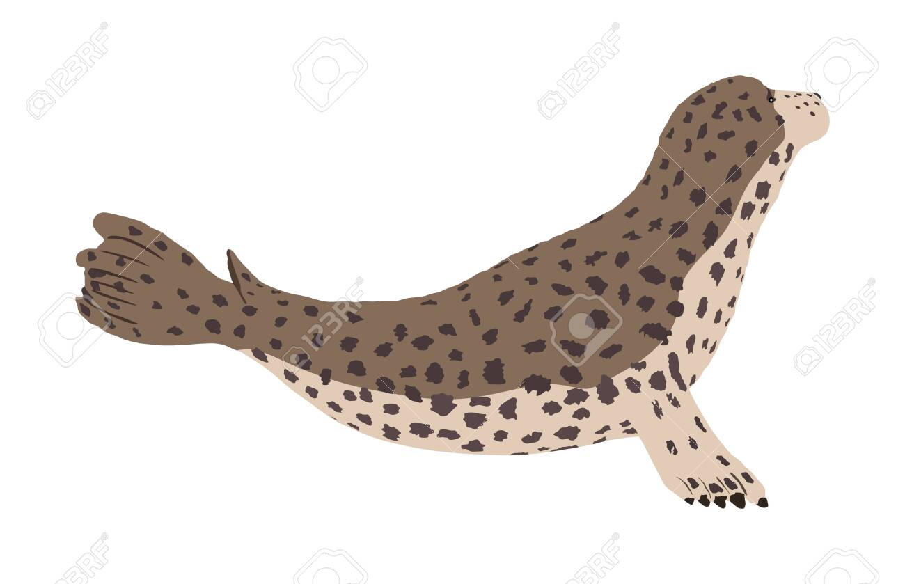 32+ White Baby Harbor Seal PNG