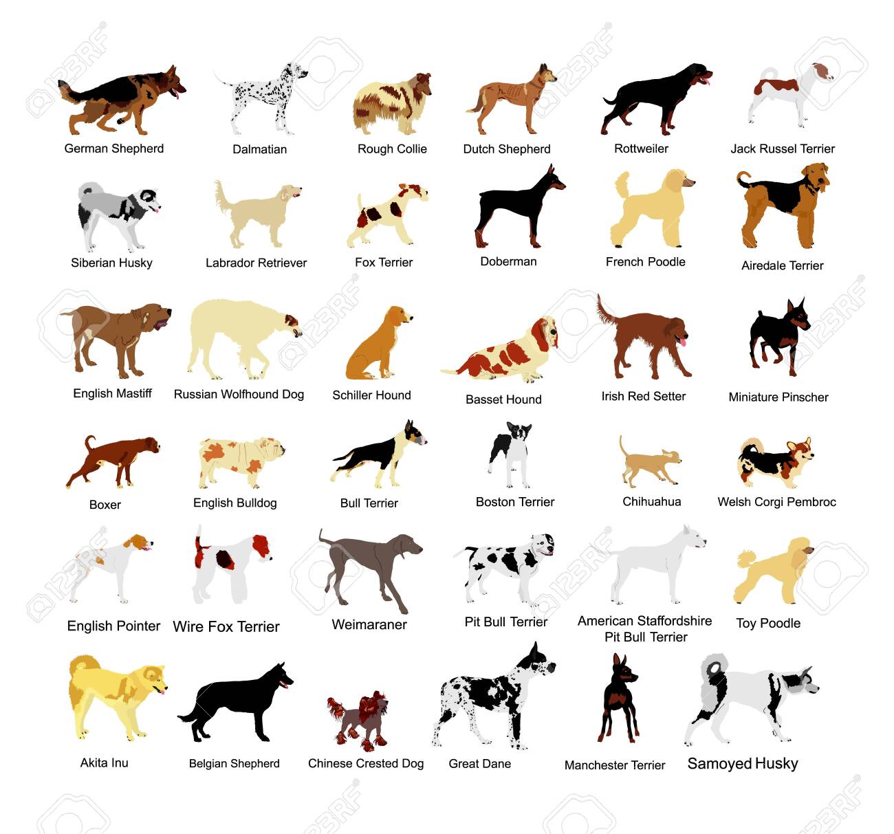 large dog breed chart