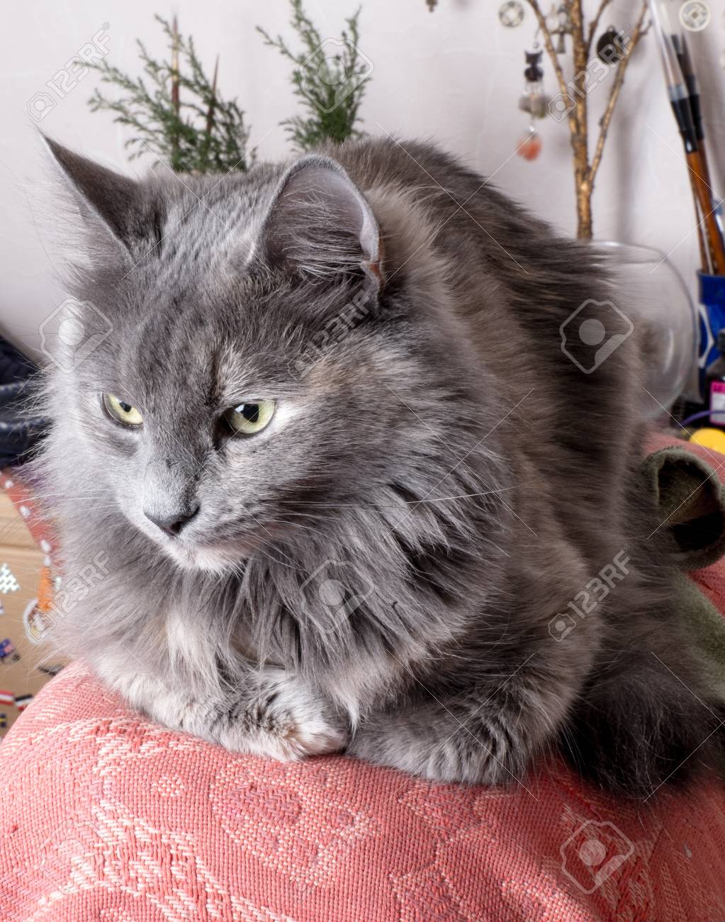 puppies for sale near me under 100