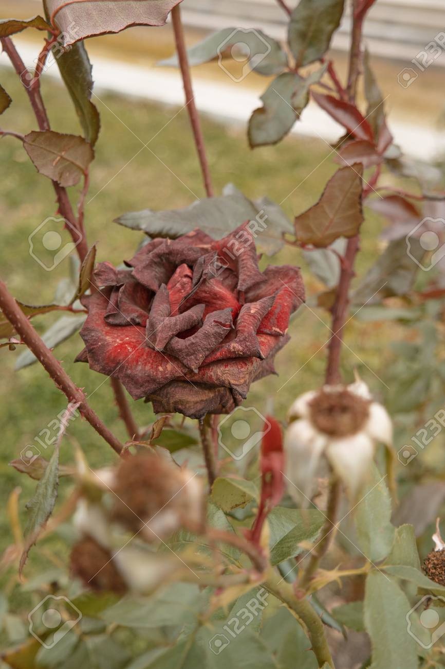 Beautiful dark red rose in the garden, selective focus, vintage color, dying plant in autumn, sad fall mood. Roses wilting in autumn garden. Rose bush in fall season. - 64952693 Beautiful dark red rose in the garden, selective focus, vintage color, dying plant in autumn, sad fall mood. Roses wilting in autumn garden. Rose bush in fall season. - 64952693