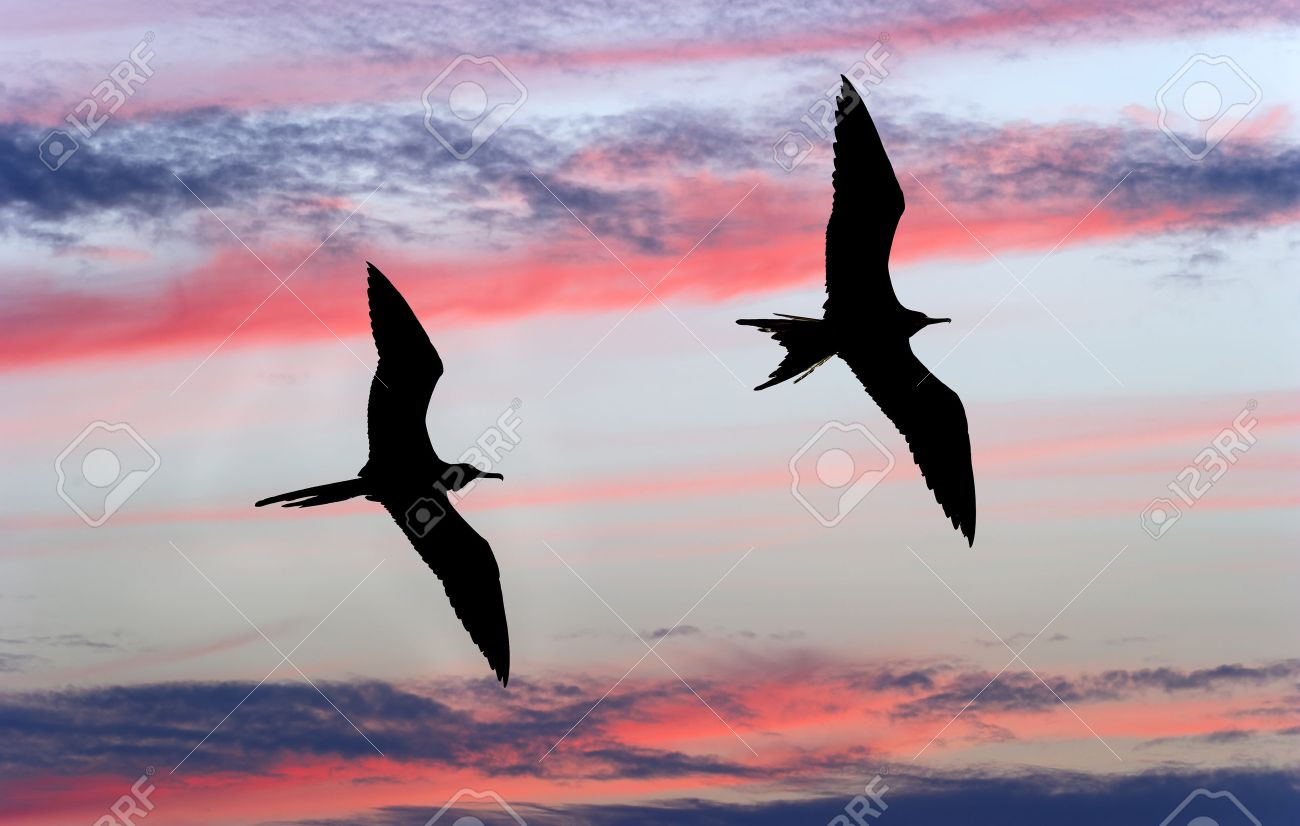 pájaros de colores volando