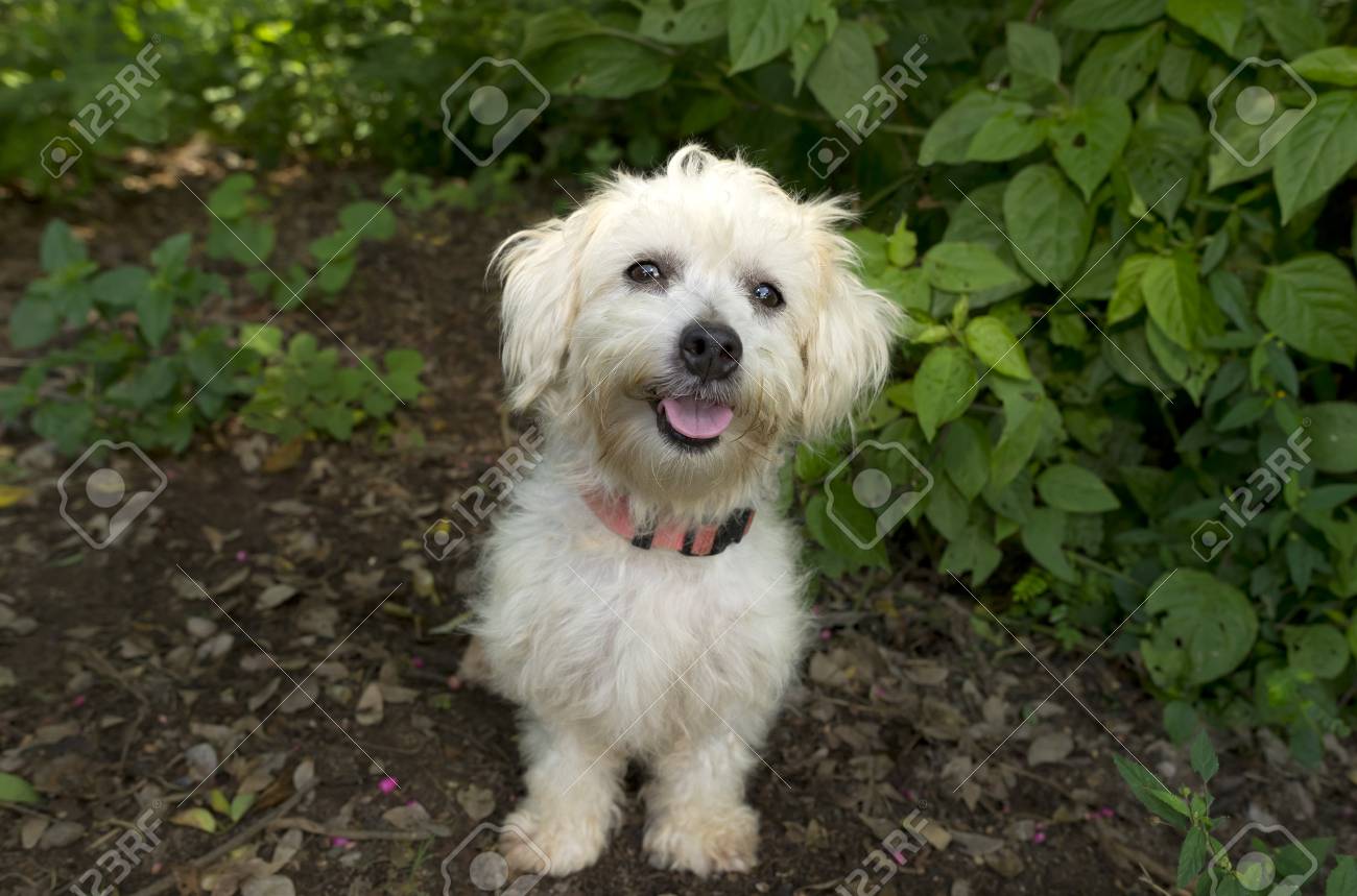幸せな犬は かわいい白いふわふわ幸せ犬笑顔と明るい幸せな目で見上げてです の写真素材 画像素材 Image