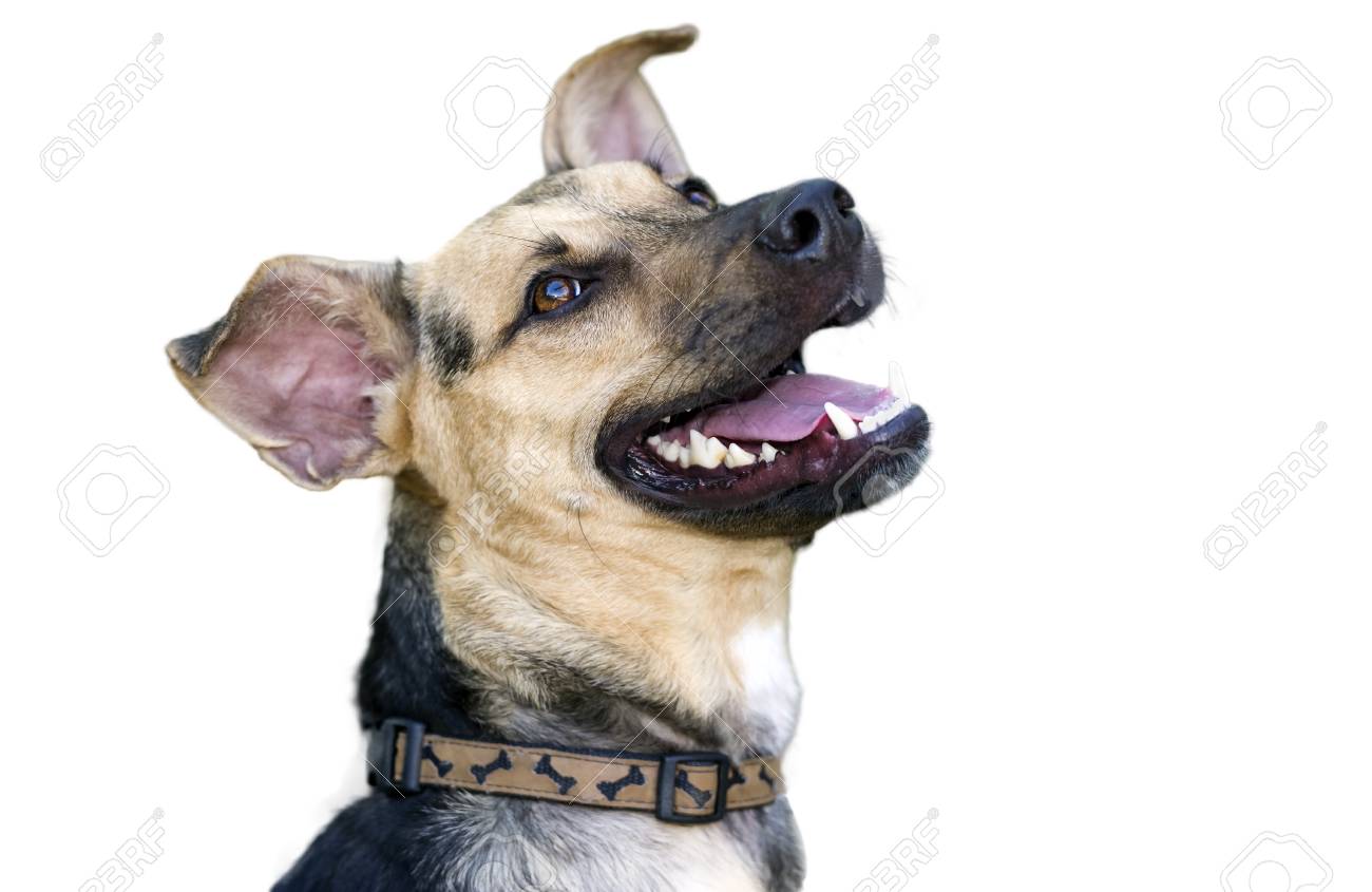 Glucklicher Hund Ist Ein Glucklicher Hund Lachen Isoliert Auf Weiss Lizenzfreie Fotos Bilder Und Stock Fotografie Image 45692125