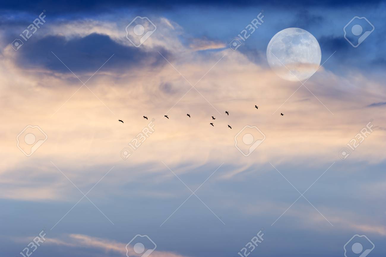 月雲鳥は柔らかく美しい Cloudscape 明るい満月の夜の空に上昇によって飛んでいる鳥たちのシルエットの群れと青い空 の写真素材 画像素材 Image