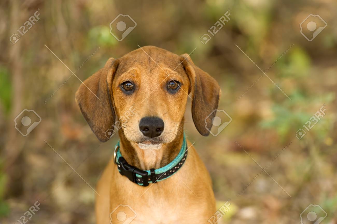 Immagini Stock Simpatico Cane è Un Adorabile Cucciolo Di Cane