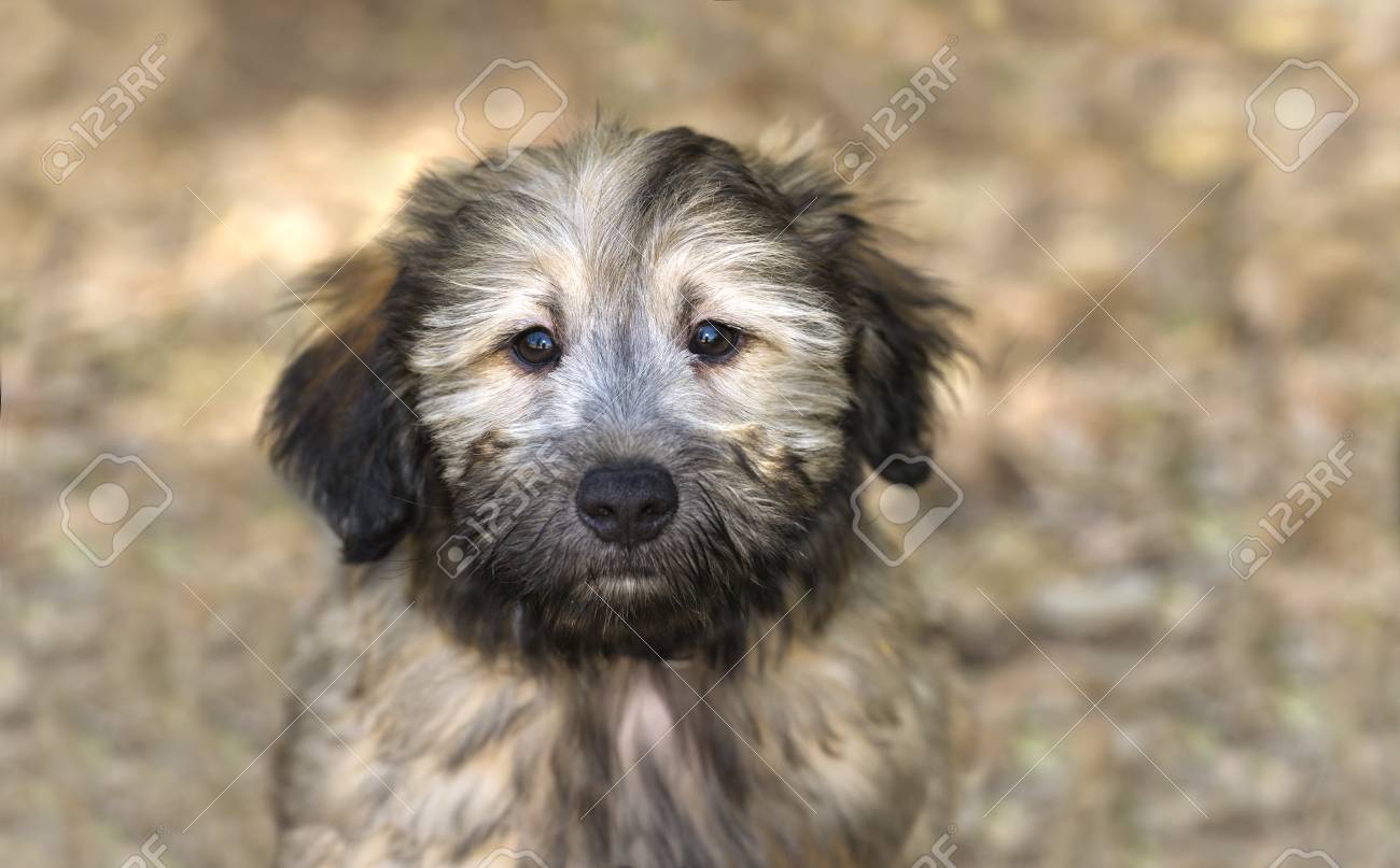 Immagini Stock Cute Dog è Un Adorabile Cucciolo Di Cane Marrone