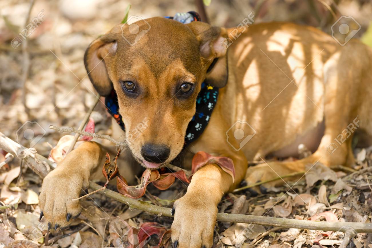 Immagini Stock Cane Sveglio Faccia è Un Adorabile Cucciolo Di Cane