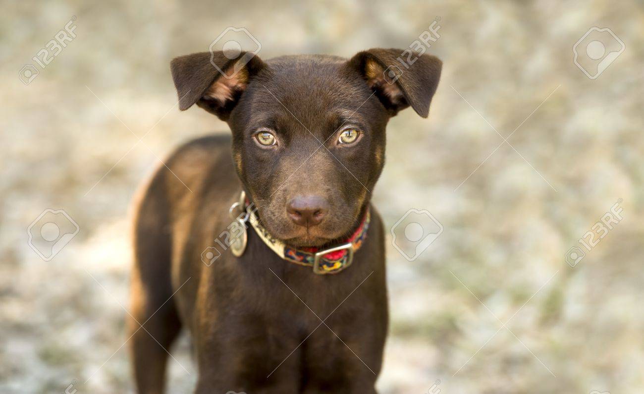 Immagini Stock Gli Occhi Svegli Del Cane è Un Cucciolo Di Cane Di