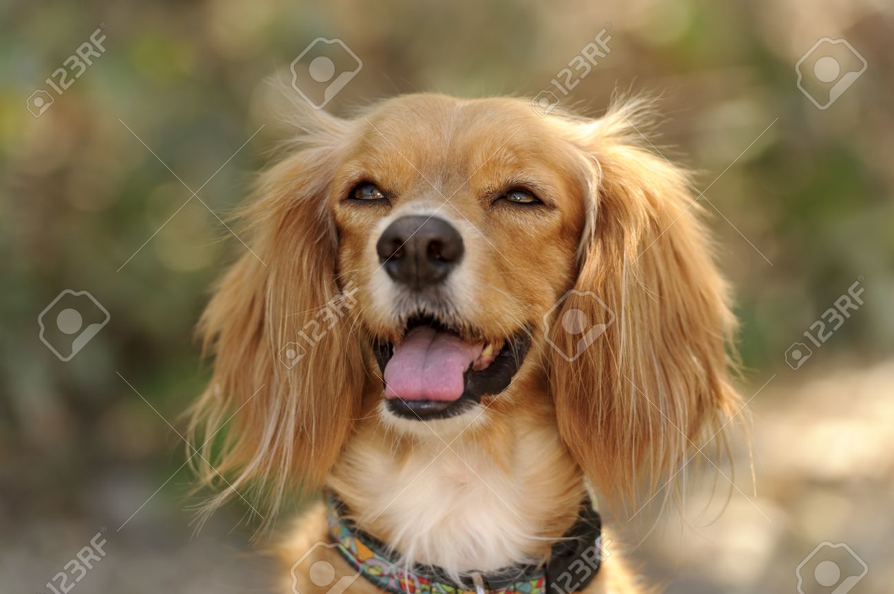 dog with long fluffy ears
