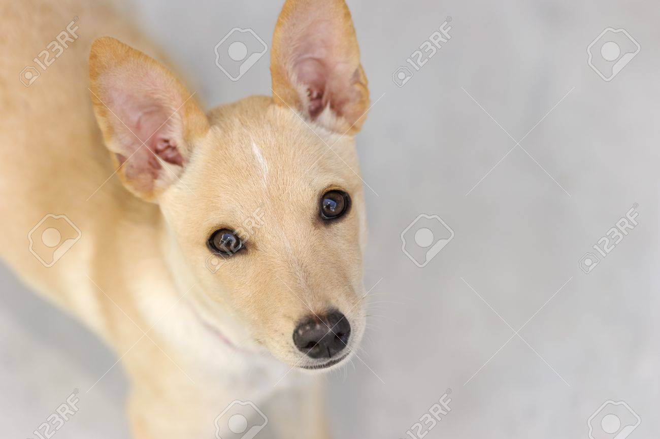 Immagini Stock Cane Triste è Un Bellissimo Cucciolo Di Cane Con