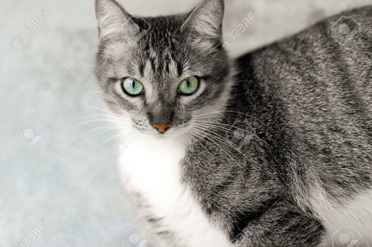 Katzenaugen ist eine schöne Tabby Katze mit einem gesunden Orange Nase und schönen tiefen grünen Augen. Katzenaugen ist eine schöne Tabby Katze mit einem gesunden Orange Nase und schönen tiefen grünen Augen.