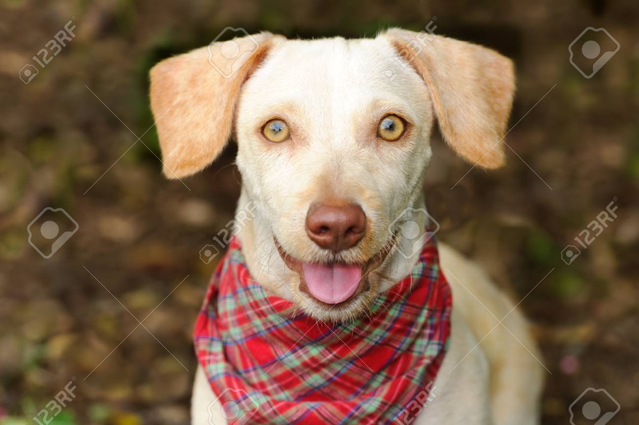 幸せな犬は ギグの笑顔の顔に白の子犬はかわいい犬です の写真素材 画像素材 Image