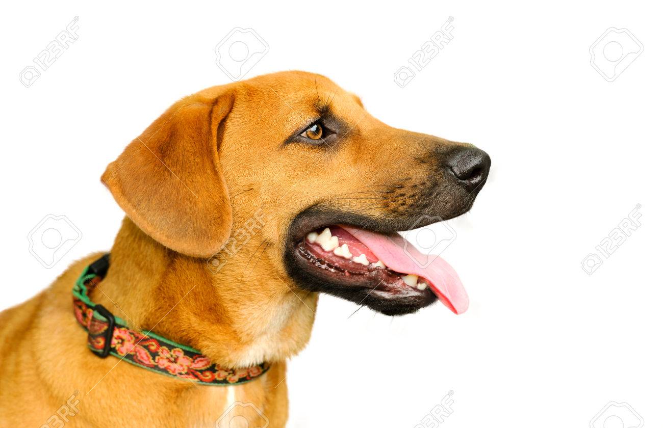 Glucklicher Hund Getrennt Auf Weiss Ist Ein Grosser Brauner Hund Glucklich Aufgeregt Und Gespannt Mit Seiner Zunge Aus Dem Mund Hangen Lizenzfreie Fotos Bilder Und Stock Fotografie Image 70001848