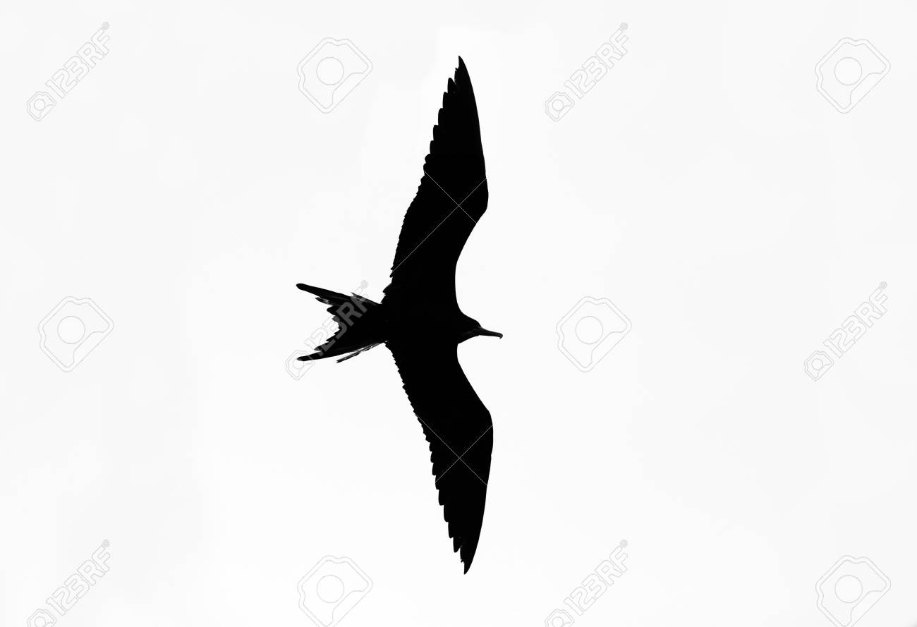 Silhouette Oiseau Isole Sur Blanc Est Un Oiseau De Dragon Detaillee Avec Des Ailes De Vol Dans La Silhouette Pleine Et Le Dos Sur Un Fond Blanc Isole Banque D Images Et Photos