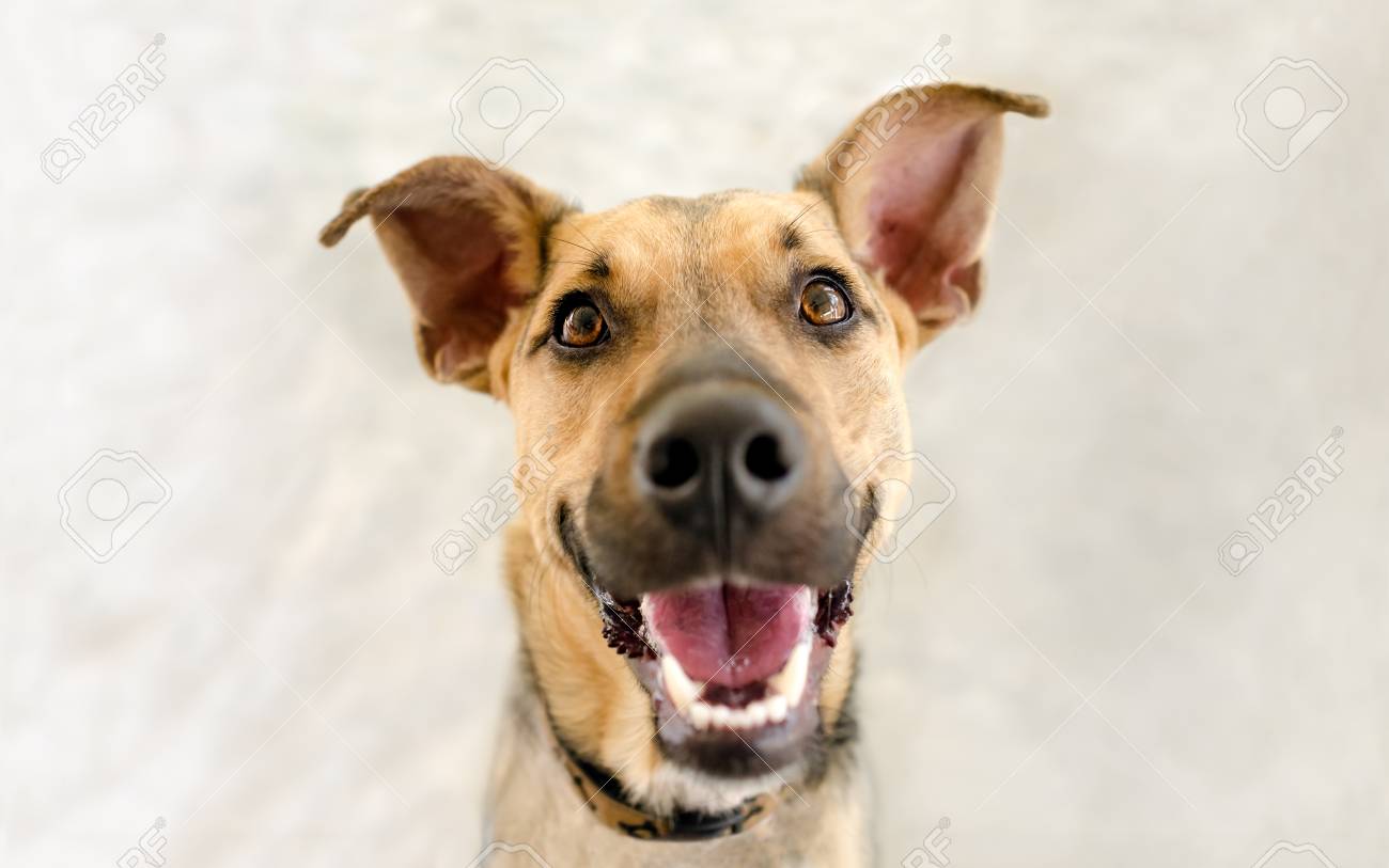 blue buffalo large breed puppy 30 lb