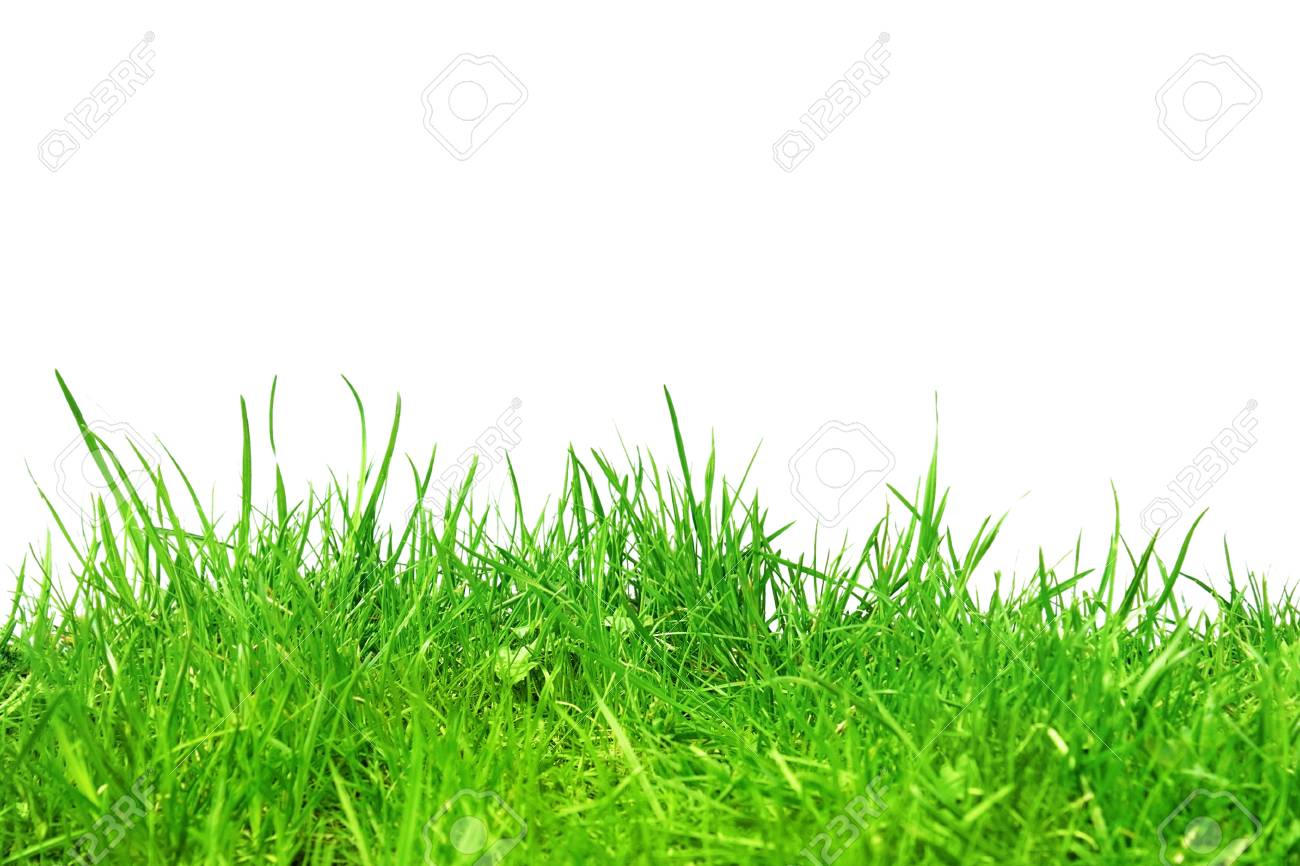 Herbe dans le sol isolé sur blancAbstract nature bokeh Herbe dans le sol isolé sur blancAbstract nature bokeh