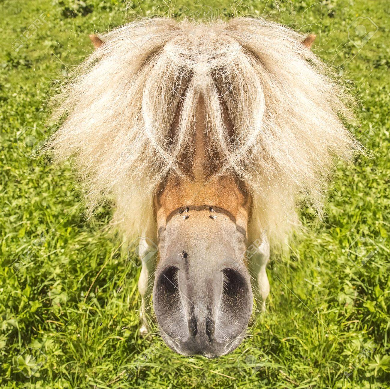 poney drole