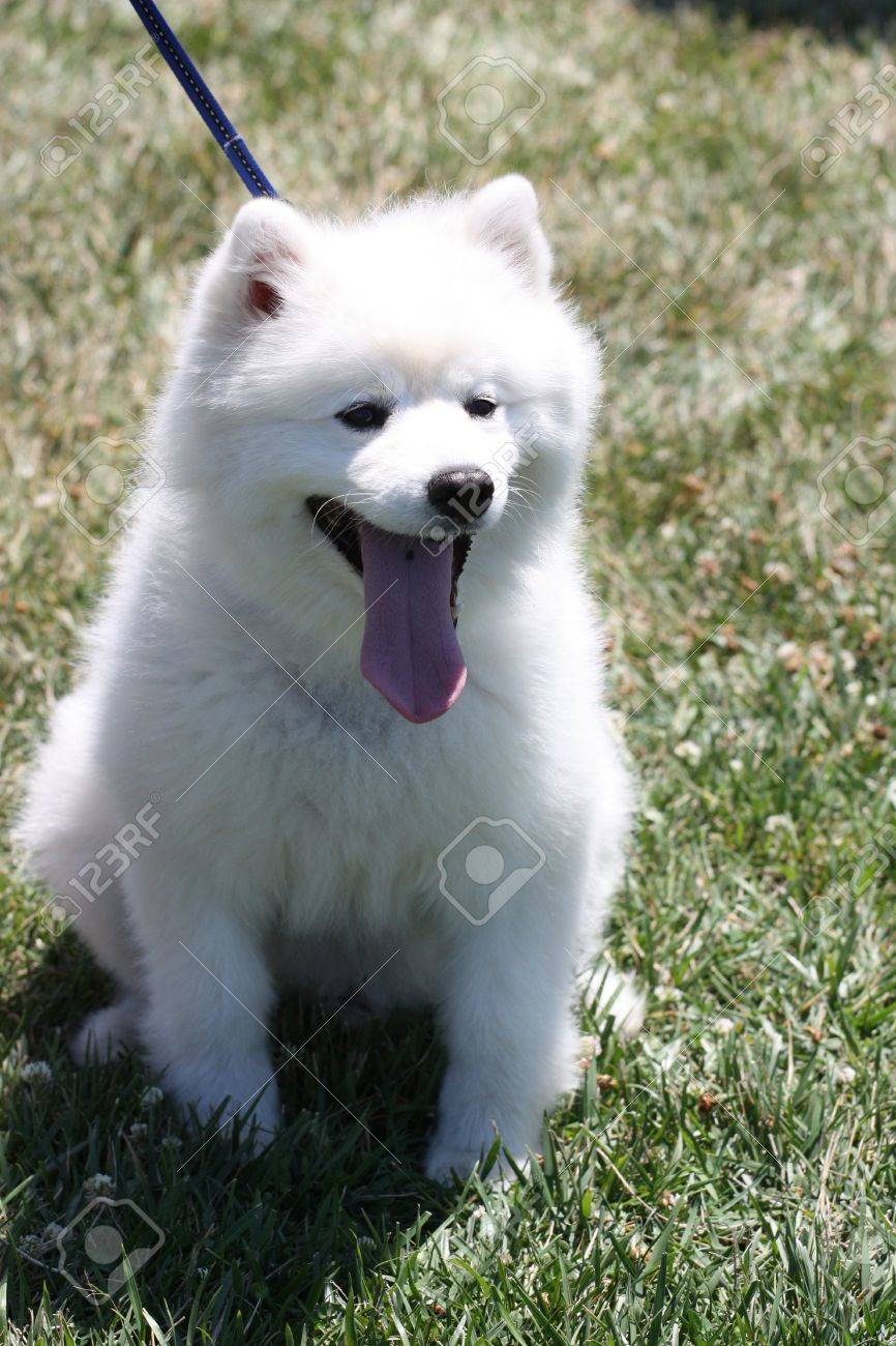アメリカのエスキモー犬 の写真素材 画像素材 Image アメリカのエスキモー犬 の写真素材 画像素材 Image