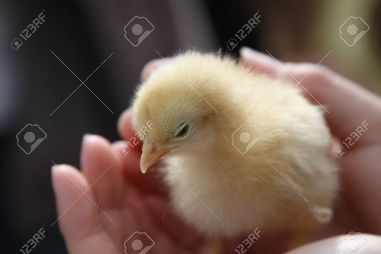 etiam-dictum-ipsum-a-felis