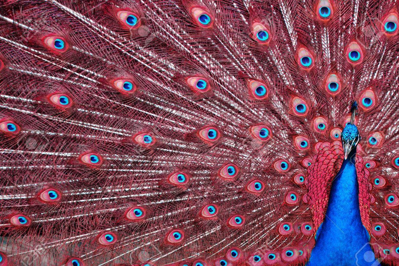 孔雀のペイントアート 赤いフレーム 孔雀のペイントアート 赤いフレーム 赤と金の芸術的な孔雀イラスト素材