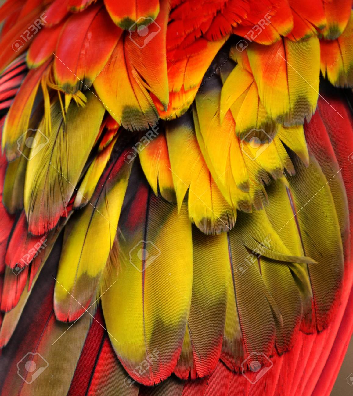 赤と黄色の羽 の写真素材 画像素材 Image