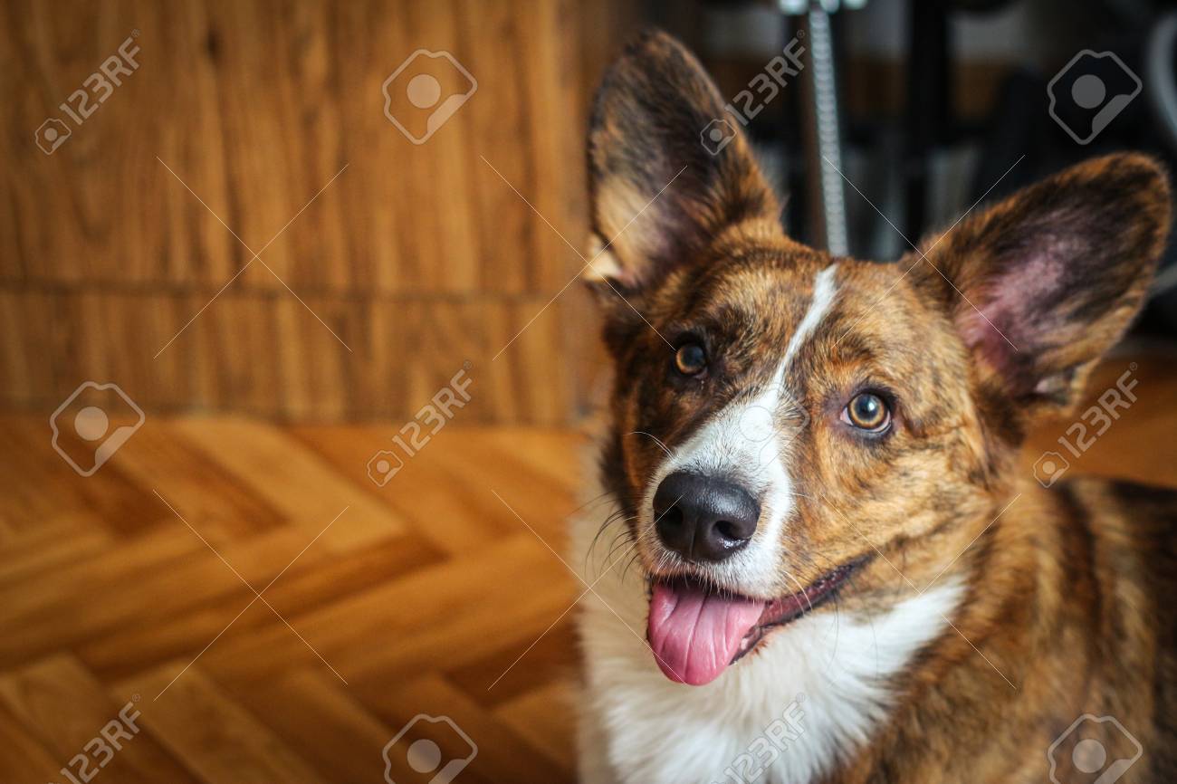 包帯の耳を持つ子犬ウェールズコーギーカーディガン の写真素材 画像素材 Image