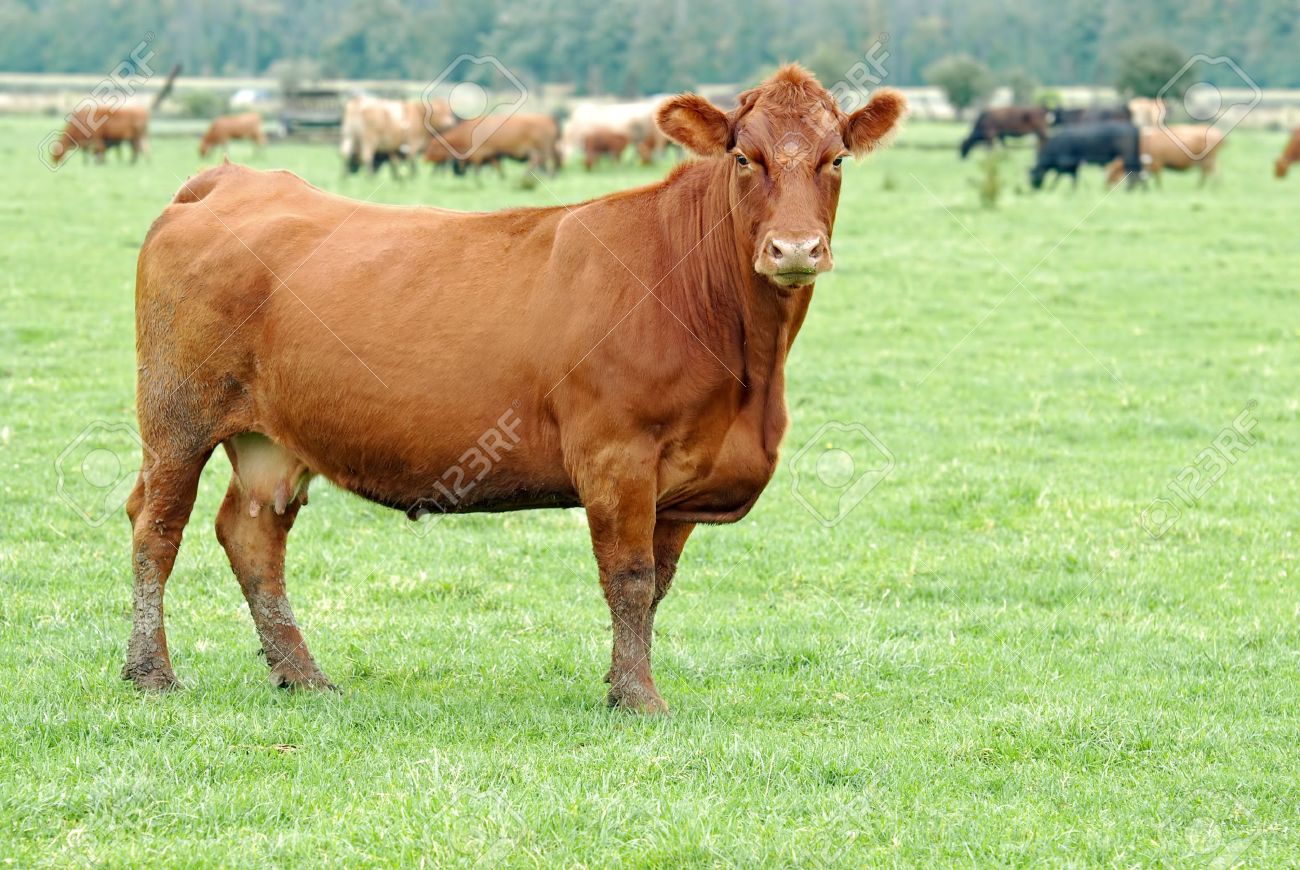 Female Brown Cow Stock Photo Picture And Royalty Free Image Image